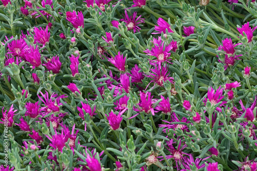 Colorful closeup on purple flowering South African trailing or hardy iceplant  Delosperma cooperi