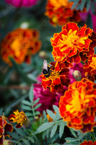 Bumblebee on a flower