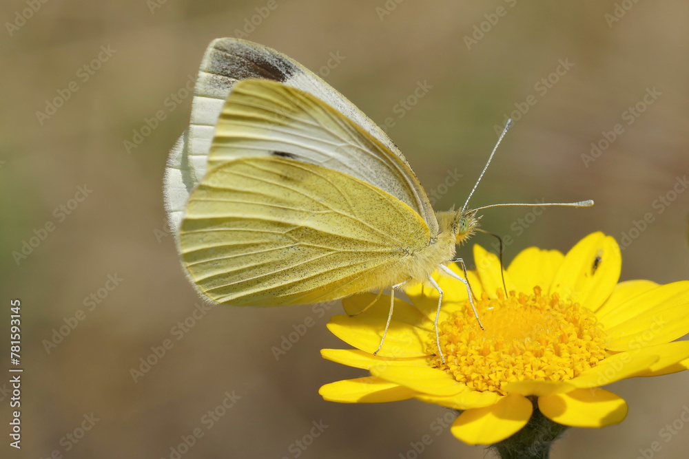 Closeup on a Southern Small White butterfly, Pieris mannii, on a yellow flower Closeup on a Southern Small White butterfly, Pieris mannii, on a yellow flower