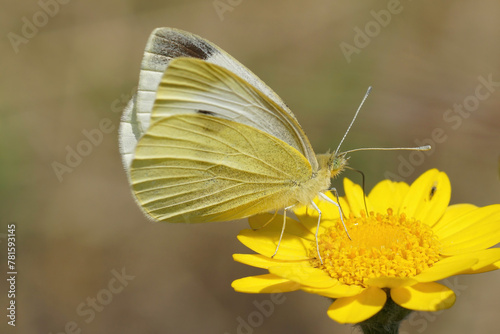 Closeup on a Southern Small White butterfly, Pieris mannii, on a yellow flower © Henk