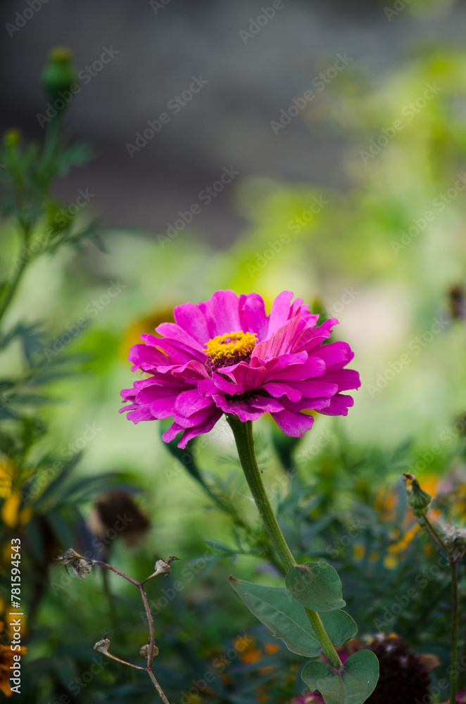 Zinnia