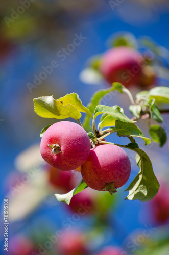 Small apples on a branch