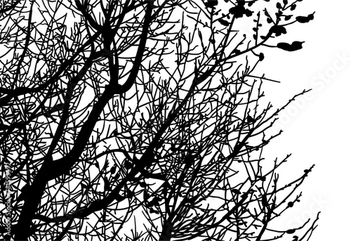 silueta arbol, arbusto, hojas, ramas, otoño, ilustracion, bosques, naturaleza, sequia, atmosfera