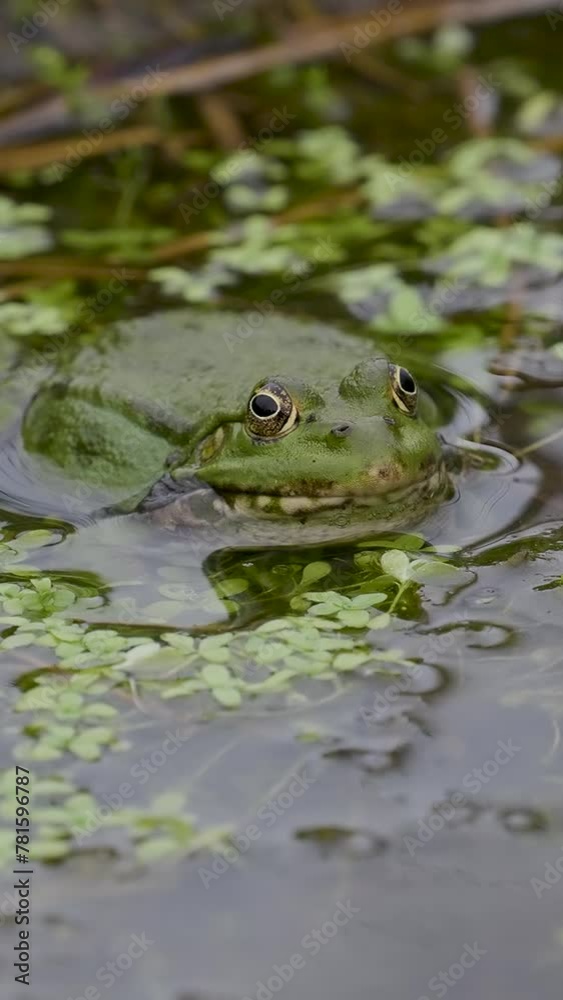 Vertical Video of a Male Marsh Frog ( pelophylax ridibundus ) in Slow Motion Vertical Video of a Male Marsh Frog ( pelophylax ridibundus ) in Slow Motion