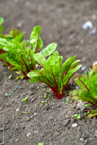 baby beetroot growing in the garden bed