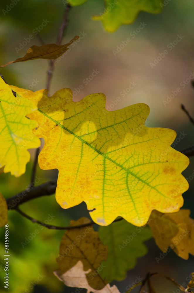 Oak leaf Oak leaf