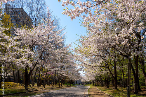桜さく中島公園（北海道札幌市中央区） photo