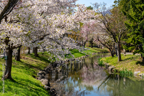桜さく中島公園（北海道札幌市中央区）