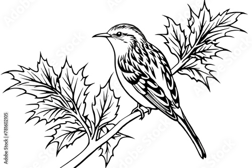 sketch of a bird &-treecreeper-vector-illustration