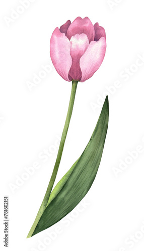 A large pink tulip. Watercolor illustration, poster.