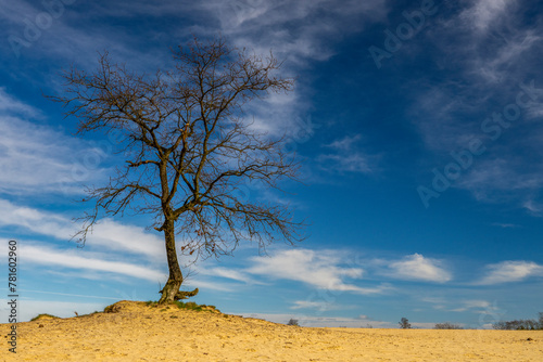 ein abgestorbener Baum in der Wüste