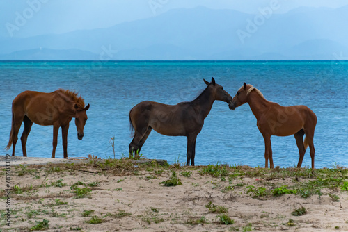 horses on the beach