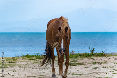 Obraz na płótnie Wild horse on the beach in Caribbean w salonie