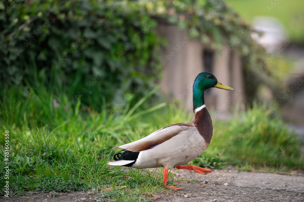 Obraz premium wild duck in the park