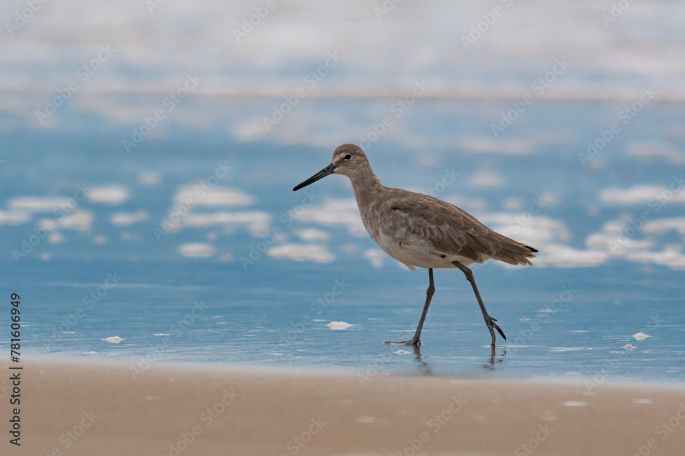 bird on the beach