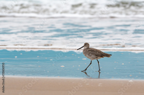 Obraz na płótnie Willet bird on the beach w salonie