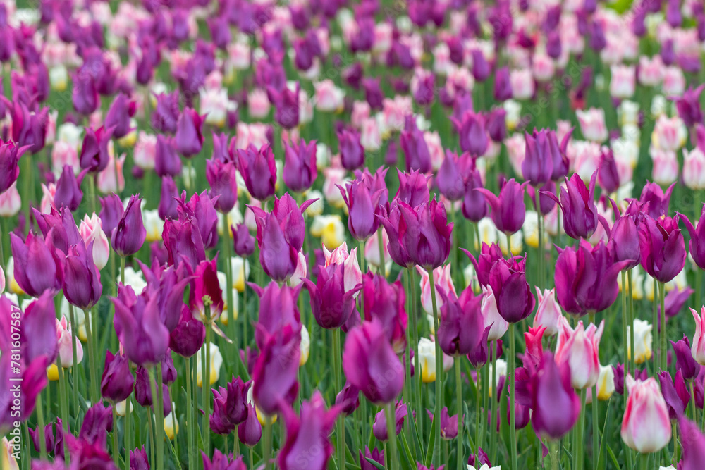 Tulips on a spring day. Beautiful colorful flower background