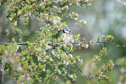 Mésange dans un arbre