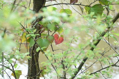 Red heartshape leaf on a tree