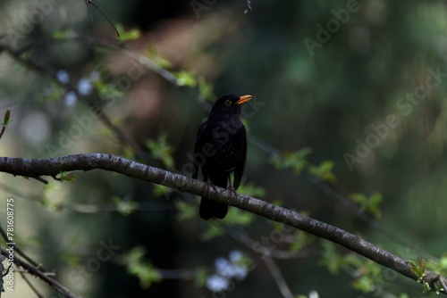 blackbird on a branch