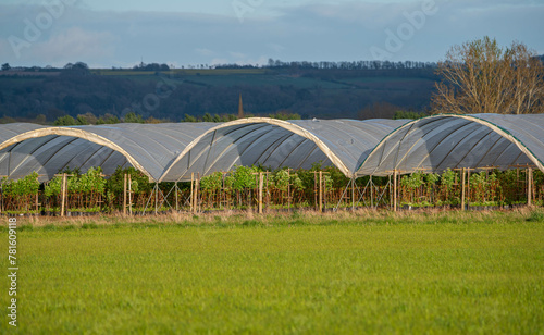foil tunnels on a strawberry and raspberry farm