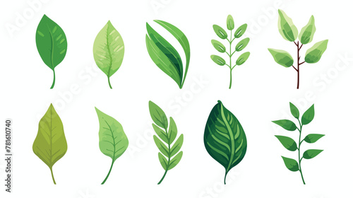 Of six different green tree leaves isolated on whit photo