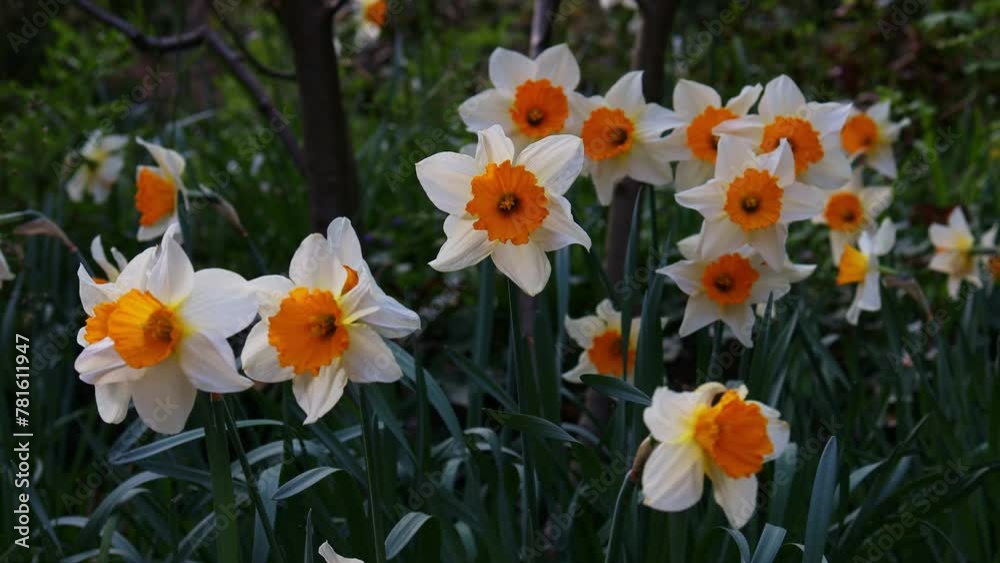 young daffodils in the garden 4k 30fps video young daffodils in the garden 4k 30fps video