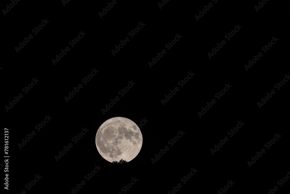 Moonlit Symphony: Enchanting Full Moon Amidst Whispering Trees Moonlit Symphony: Enchanting Full Moon Amidst Whispering Trees