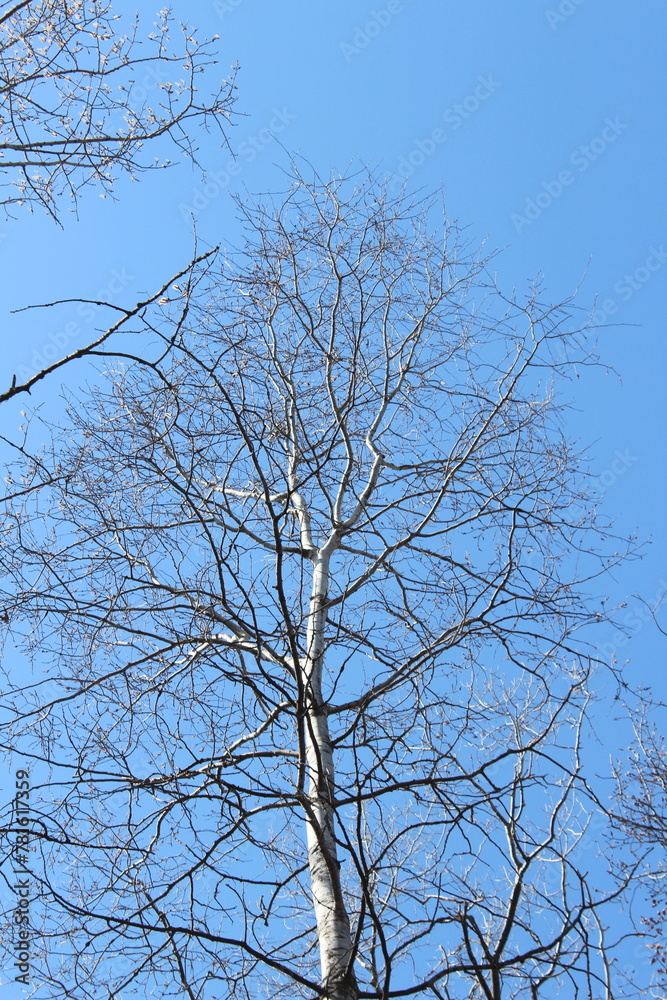 tree against sky