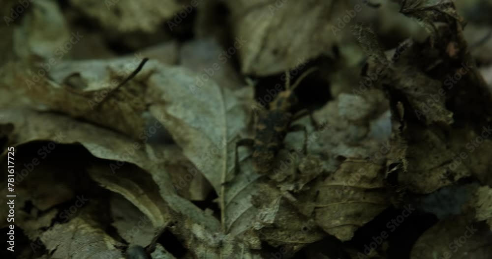 Closeup on a the large European black-spotted longhorn beetle ,Rhagium mordax Closeup on a the large European black-spotted longhorn beetle ,Rhagium mordax
