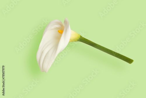 white lily flower isolated on green background
