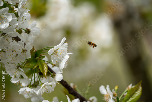 Close Up of a fully blooming cherry tree with beatiful white flowers and lots of bees and other polinators