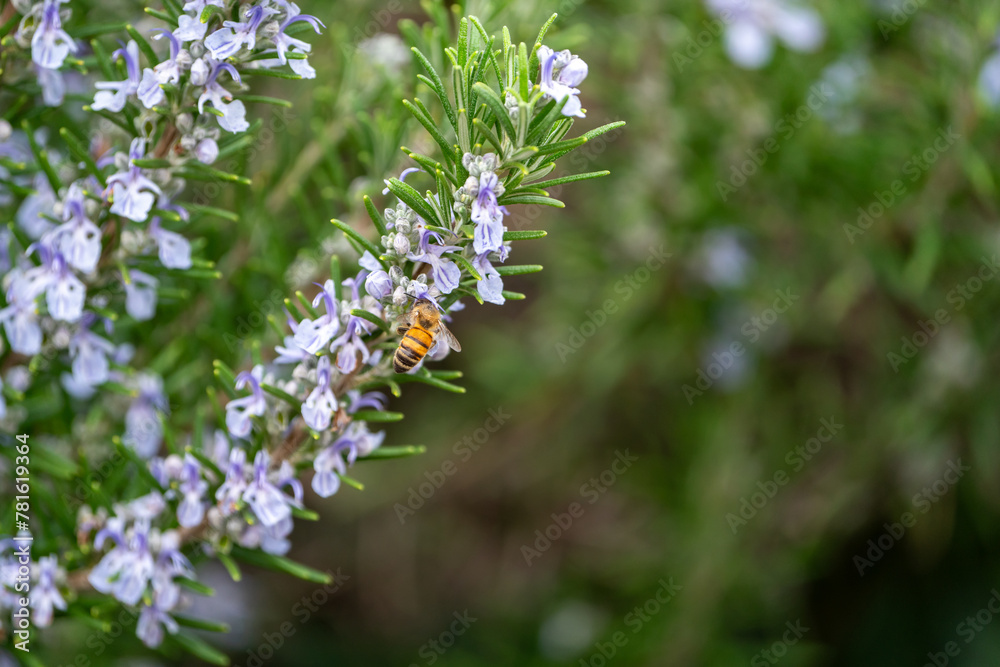 Close Up of a bee collecting honey from a rosemary bush Close Up of a bee collecting honey from a rosemary bush