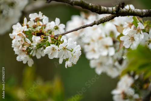 Close Up of a fully blooming cherry tree with beatiful white flowers and lots of bees and other polinators