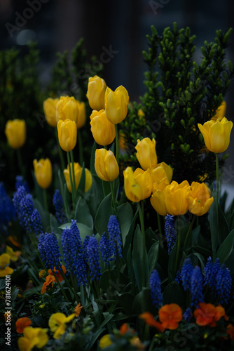 Canvas Print Yellow tulips and blue hyacinths in a flowerbed. Toronto, Canada.