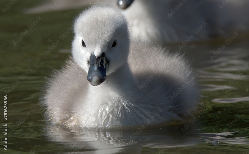 Bebe cygne Bebe cygne