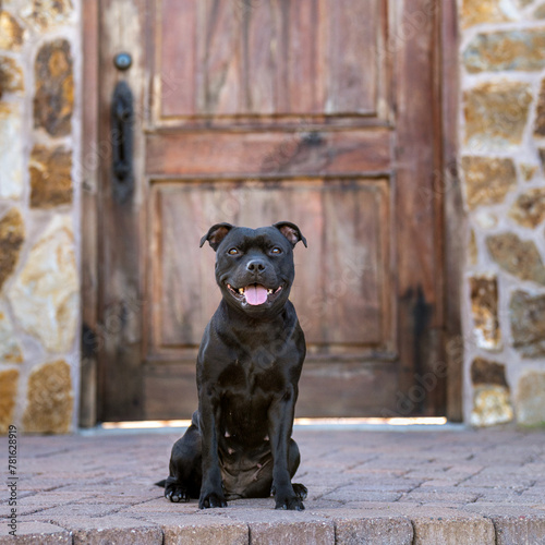 Black Staffordshire Terrier smiling for a portrait