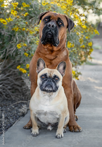 A bull mastiff and a French bulldog posing for a portrait