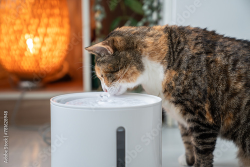 Cat drinking from automatic water dispenser. Modern smart drinker for pet. Drinking fountain with replaceable filter, water quantity indicator, filter replacement at home. Prevention of urolithiasis.