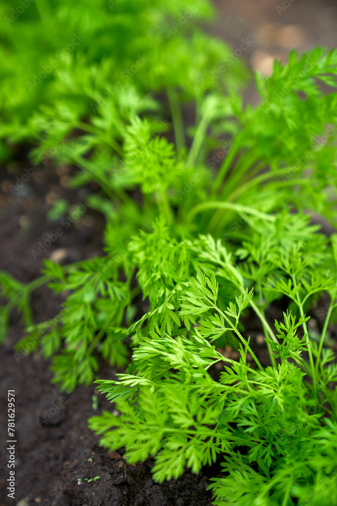 baby carrots growing spring season baby carrots growing spring season