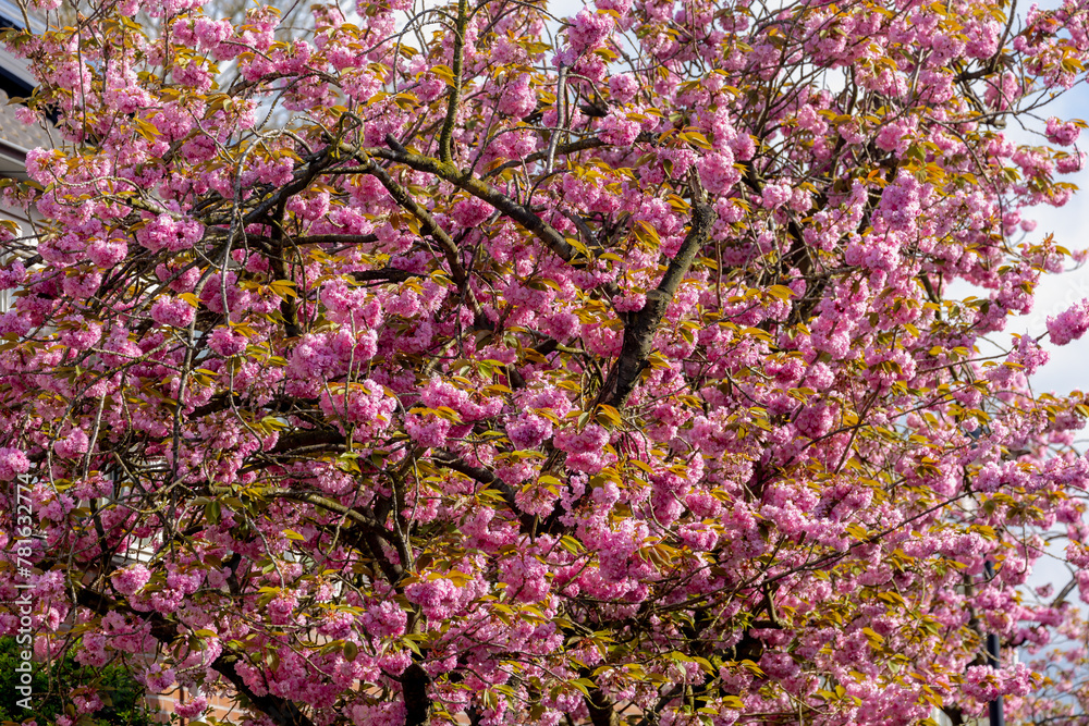 Selective focus full bloom of Prunus serrulata on tree, Branches of white pink cultivar flowers under blue sky, Oriental cherry flowering twig is a species of cherry, Nature floral pattern background. Selective focus full bloom of Prunus serrulata on tree, Branches of white pink cultivar flowers under blue sky, Oriental cherry flowering twig is a species of cherry, Nature floral pattern background.