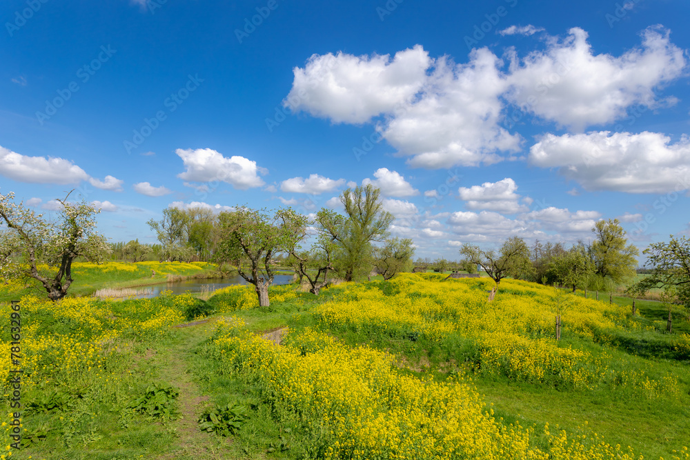 Spring landscape, Golden yellow flowers and blue sky, White mustard (Sinapis alba) is an annual plant of the family Brassicaceae, Rapeseed or Oilseed rape, Groeneweg, Schalkwijk, Utrecht, Netherlands.