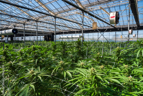 Photography greenhouse with cannabis plants