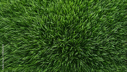 Green grass texture background. Top view photo.