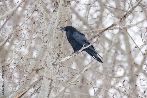 Raven in winter sitting in a bare tree