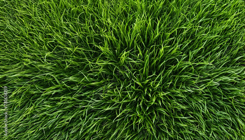 Green grass texture background. Top view photo.