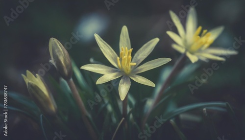 yellow star of bethlehem gagea lutea yellow spring flowers close up green grass star like flower photo