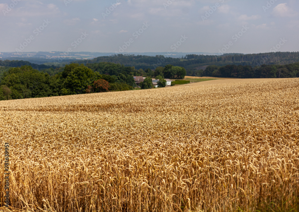 Fototapeta premium A golden wheat field in Germany, showcasing the beauty of rural landscapes and the importance of agriculture