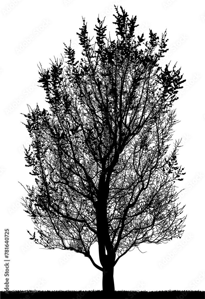 Φωτογραφία silueta arbol, arbusto, hojas, ramas, otoño, ilustracion, bosques, naturaleza, s