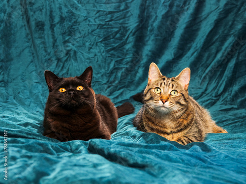 Black and tabby brown color cat on velvet cloth surface. Friends concept. Home pet studio shot.